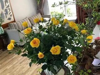 Đánh Giá Toàn Diện Dự Án Golden Palace Nam Từ Liêm: Có Thực Sự Đáng Để Đầu Tư?