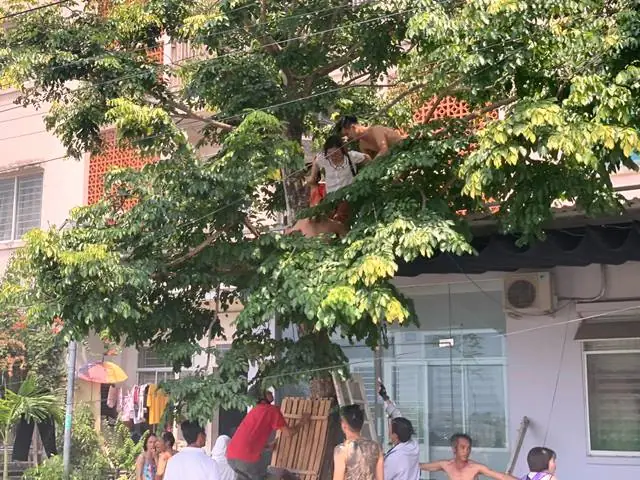 Cháy Chung Cư Hòa Hiệp Nam: Phân Tích Nguyên Nhân Và Bài Học An Toàn Pccc