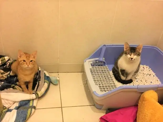 Kinh Nghiệm Nuôi Mèo Ở Chung Cư: Hướng Dẫn Toàn Diện Từ A Đến Z