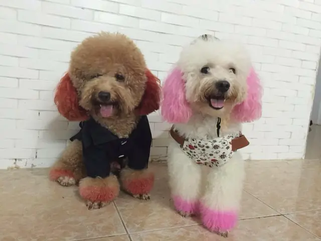 Kinh Nghiệm Nuôi Mèo Ở Chung Cư: Hướng Dẫn Toàn Diện Từ A Đến Z