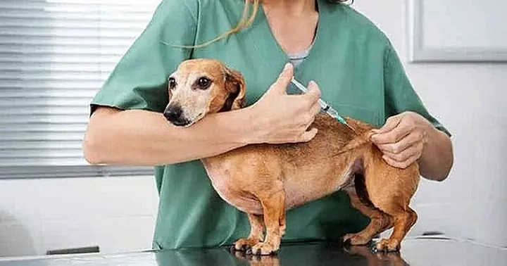 Kinh Nghiệm Nuôi Mèo Ở Chung Cư: Hướng Dẫn Toàn Diện Từ A Đến Z