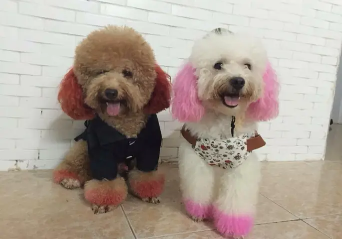 Kinh Nghiệm Nuôi Mèo Ở Chung Cư: Hướng Dẫn Toàn Diện Từ A Đến Z