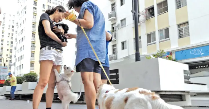 Nuôi Chó Trong Chung Cư: Quy Định, Thách Thức Và Giải Pháp Cân Bằng