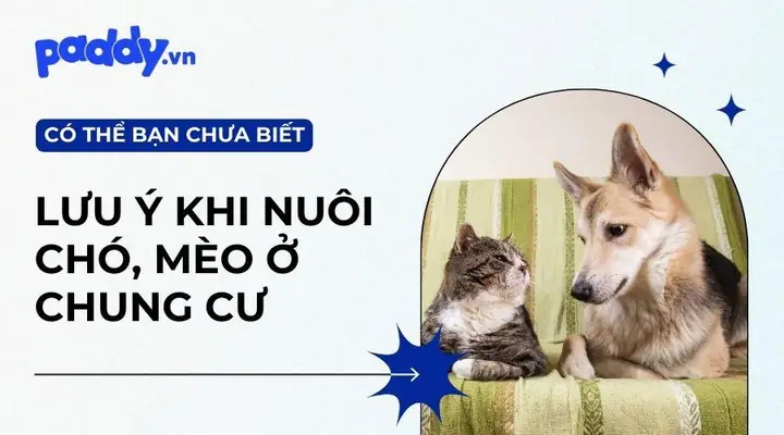 Nuôi Mèo Ở Chung Cư Đầy Đủ: Bí Quyết Sống Hòa Thuận Không Bị Phàn Nàn Nuôi Mèo Ở Chung Cư Đầy Đủ: Bí Quyết Sống Hòa Thuận Không Bị Phàn Nàn