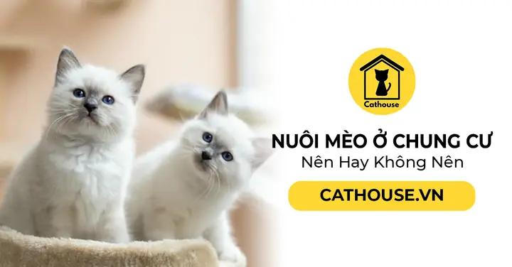 Nuôi Mèo Ở Chung Cư Đầy Đủ: Bí Quyết Sống Hòa Thuận Không Bị Phàn Nàn Nuôi Mèo Ở Chung Cư Đầy Đủ: Bí Quyết Sống Hòa Thuận Không Bị Phàn Nàn
