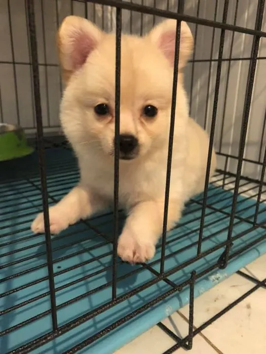 Một bác sĩ đang khám tai cho chú chó tại Phòng Khám Thú Y Hoàng Vy ở La Gi, Bình Thuận