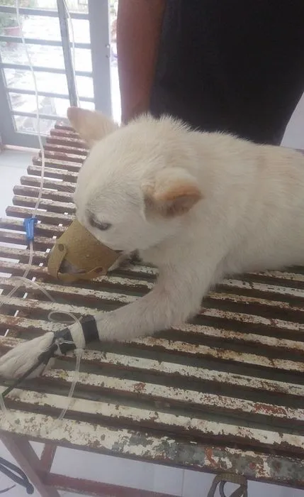 Nội thất khu vực chó và tiếp đón tại Phòng khám thú y Ảnh Hồng tỉnh Bình Thuận