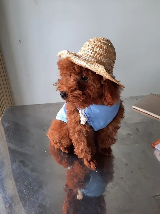 Phía trước cửa hàng Petshop Hòa Thân kết hợp Phòng khám thú y tại Bình Thuận