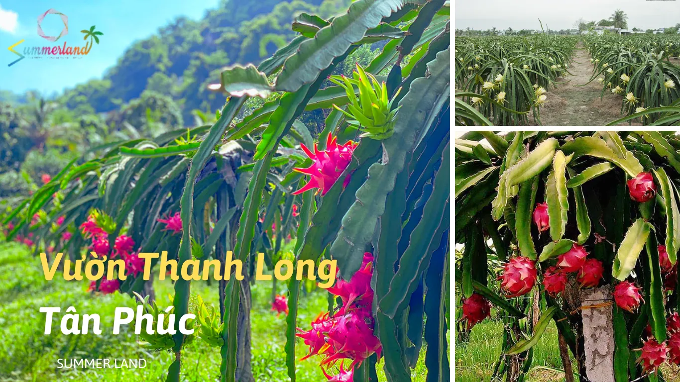 Huyện Hàm Tân Bình Thuận: Khám phá vẻ đẹp độc đáo của “Vườn Thanh Long Tân Phúc”
