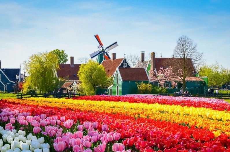Dutch là nước nào? Giải đáp chi tiết về đất nước Hà Lan Cảnh quan cối xay gió đặc trưng của Hà Lan