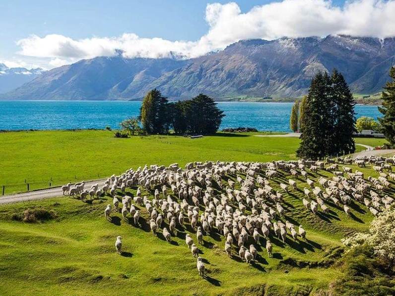 Cảnh quan nông thôn New Zealand