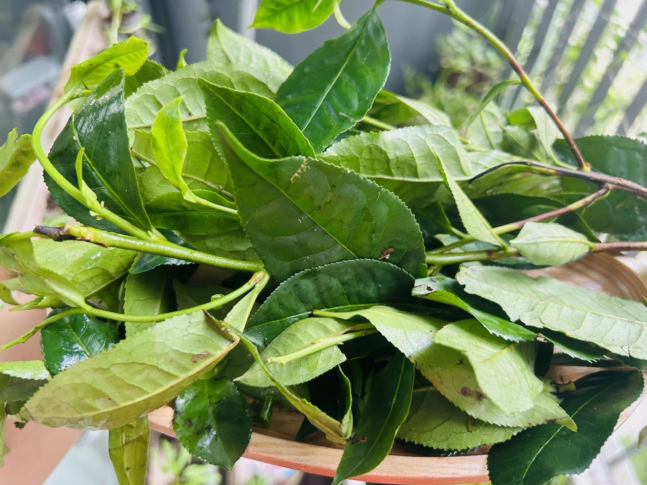 che-la-nuoc-nao-kham-pha-nguon-goc-va-y-nghia-cua-nuoc-uong-_522