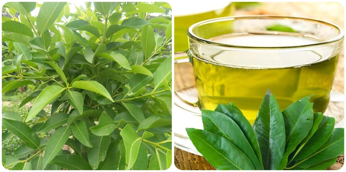 Nên uống nước vối vào lúc nào để tốt nhất cho sức khỏe 2026? Cốc nước vối ấm vào buổi sáng
