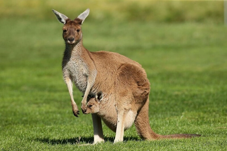 Kangaroo Của Nước Nào? Hé Lộ Sự Thật Về Thương Hiệu Máy Lạnh Hình ảnh chuột túi Kangaroo