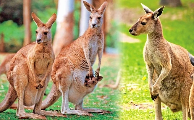 Kangaroo trong môi trường tự nhiên