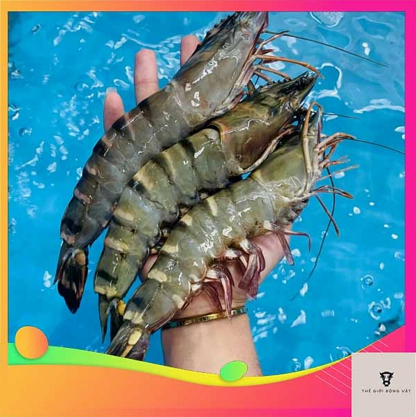 kham-pha-cac-loai-tom-nao-song-o-moi-truong-nuoc-ngot_879