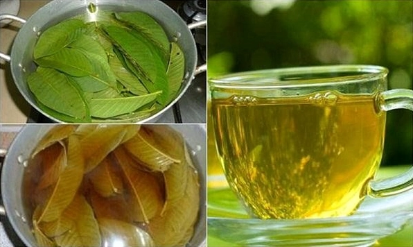 Uống Nước Lá Ổi Giảm Cân Vào Lúc Nào Tốt Nhất 2026? Lá ổi tươi xanh mướt