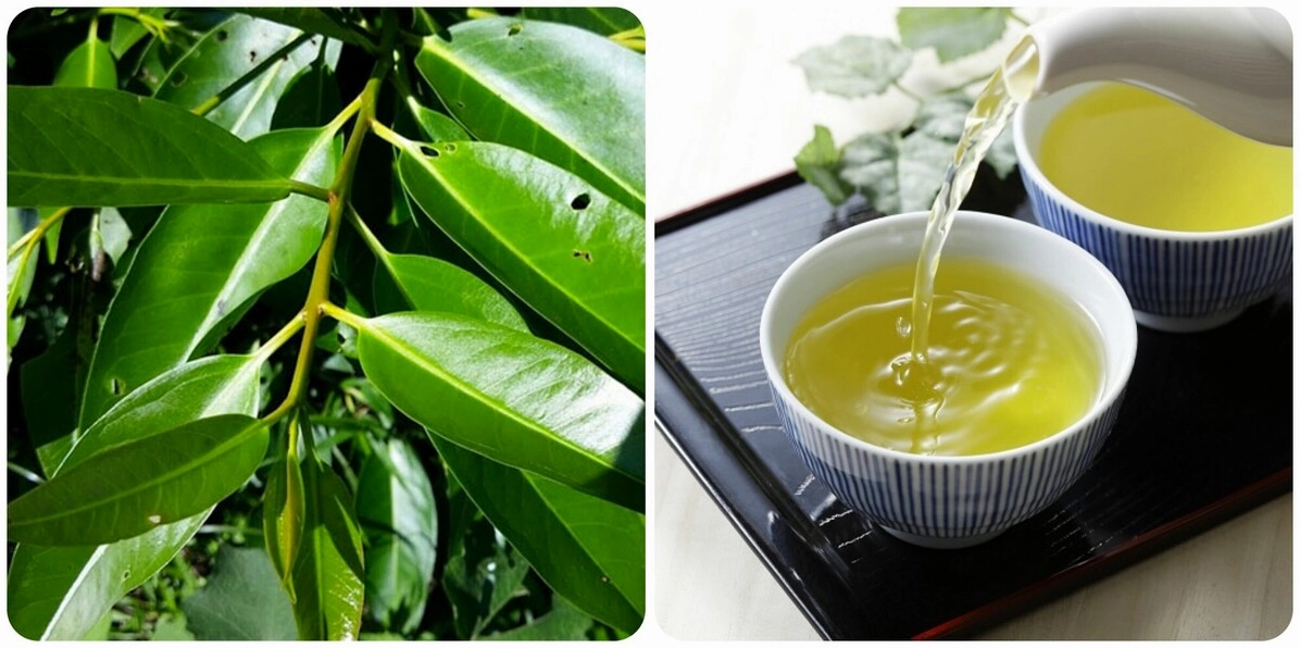Nên uống nước vối vào lúc nào để tốt nhất cho sức khỏe 2026? Ly nước vối giải khát