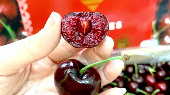 Quả cherry chile chín trên cành cây