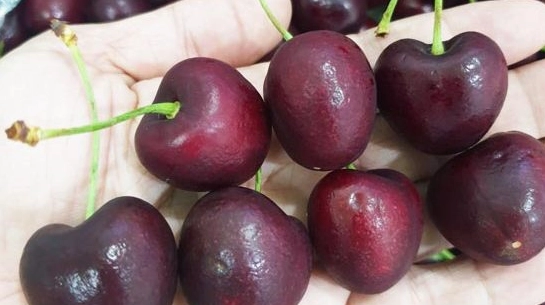 Quả cherry chile đỏ mọng