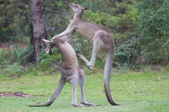 Quốc huy Úc với hình ảnh kangaroo và Emu