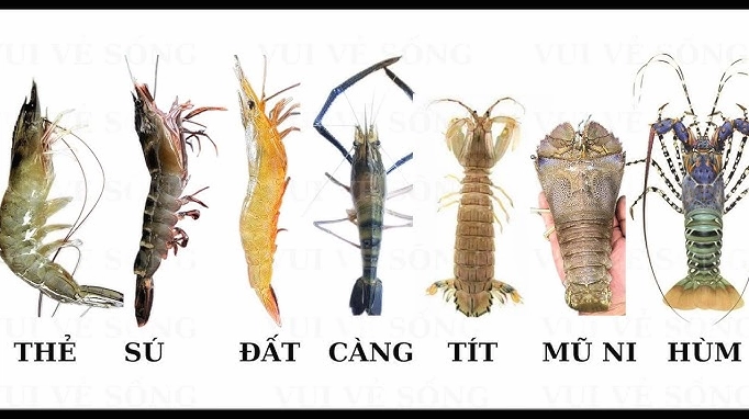 Khám Phá Các Loại Tôm Nào Sống Ở Môi Trường Nước Ngọt Thức ăn cho tôm nước ngọt