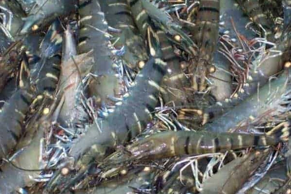 Khám Phá Các Loại Tôm Nào Sống Ở Môi Trường Nước Ngọt Tôm sú nước ngọt