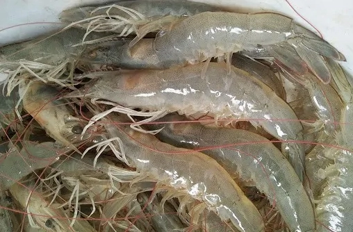 Khám Phá Các Loại Tôm Nào Sống Ở Môi Trường Nước Ngọt Tôm thẻ chân trắng nước ngọt
