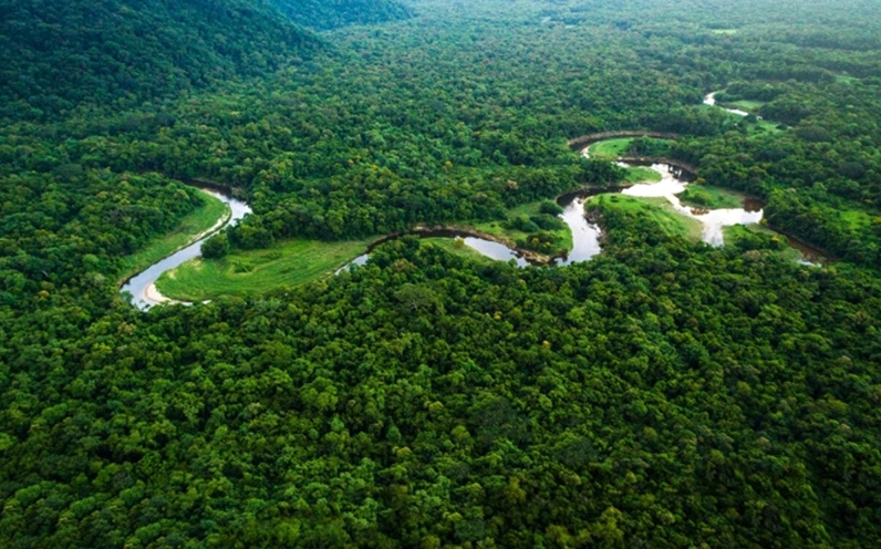 Đa dạng sinh học trong rừng nguyên sinh