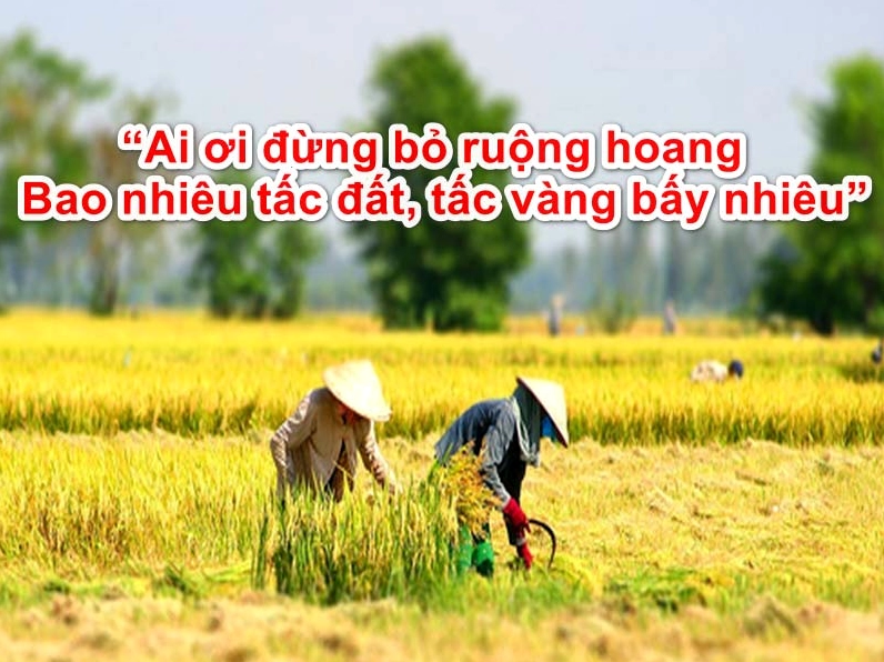 Bức tranh đồng quê Việt Nam mùa lúa chín