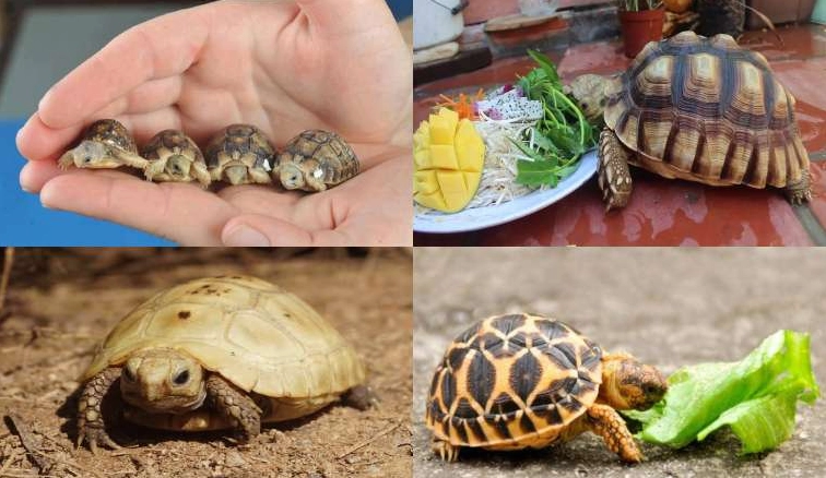 Các loại rau củ và thức ăn viên cho rùa cảnh