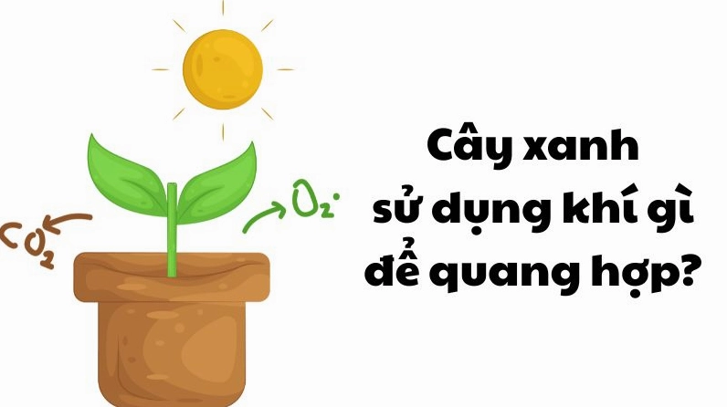 cau-o-kien-thuc-cay-xanh-dung-khi-gi-e-quang-hop_545