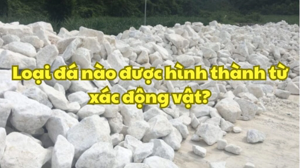 Loại đá nào được hình thành từ xác động vật? Khám phá đá trầm tích hữu cơ Cấu trúc phân lớp của đá vôi chứa hóa thạch