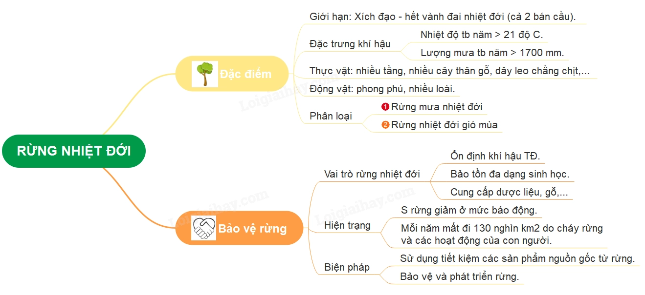 Cấu trúc phân tầng của rừng nhiệt đới
