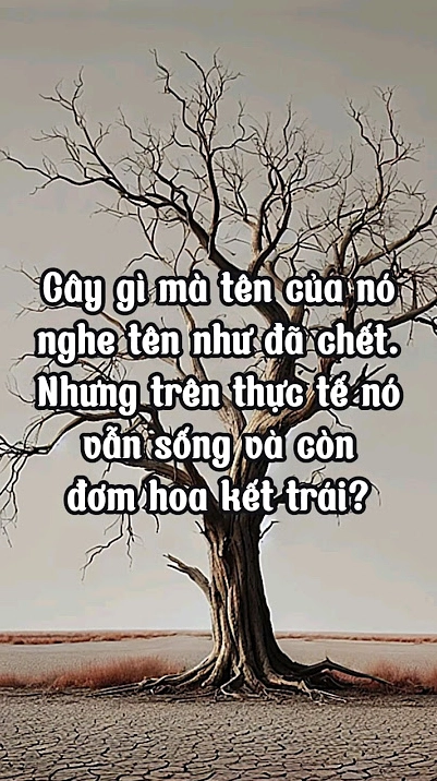 cay-chet-ma-song-bi-an-ang-sau-cai-ten-va-su-song-manh-liet_704