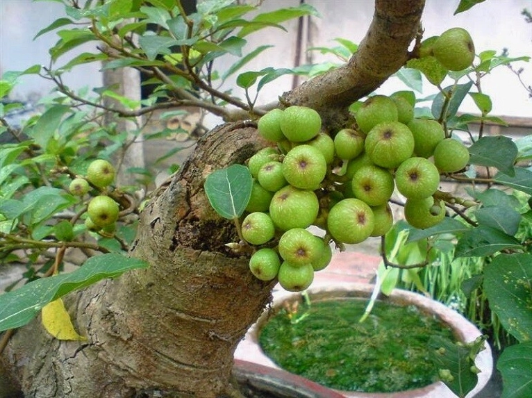 Cây sung mang ý nghĩa sung túc, tài lộc