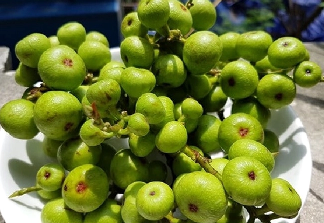 Cây sung tượng trưng cho sự sung túc và may mắn