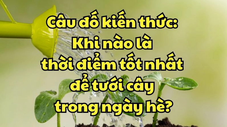 Cây xanh mướt được tưới nước vào buổi sáng