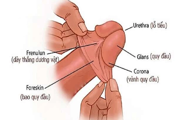 Hình ảnh ẩn dụ về sự trong trắng