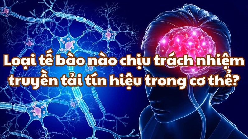 Hình ảnh minh họa cấu trúc tế bào thần kinh