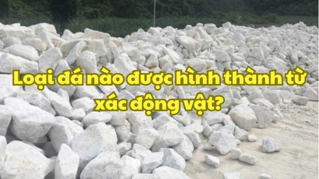 Loại đá nào được hình thành từ xác động vật? Hóa thạch động vật trong đá vôi