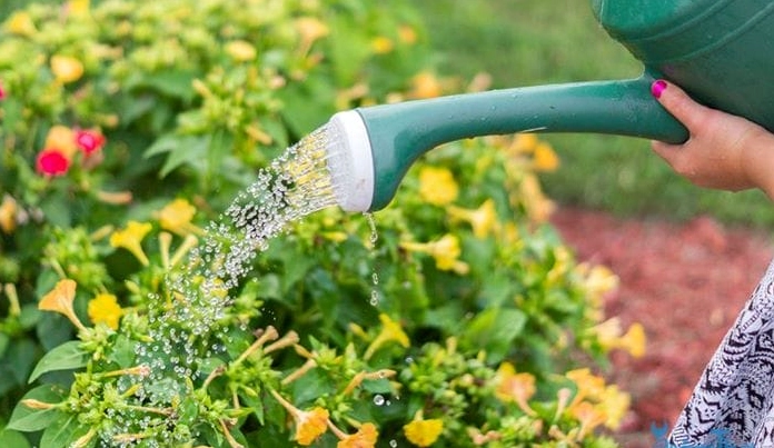 Người làm vườn đang tưới nước cho cây cảnh vào buổi chiều