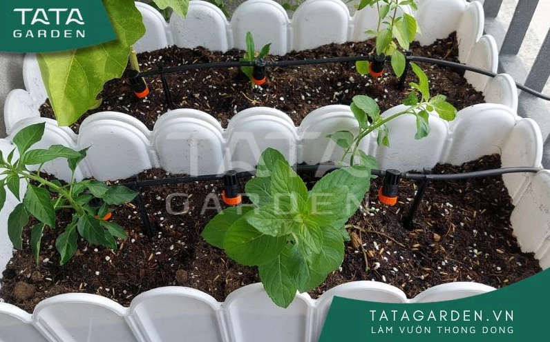 Người làm vườn tưới cây vào buổi sáng sớm