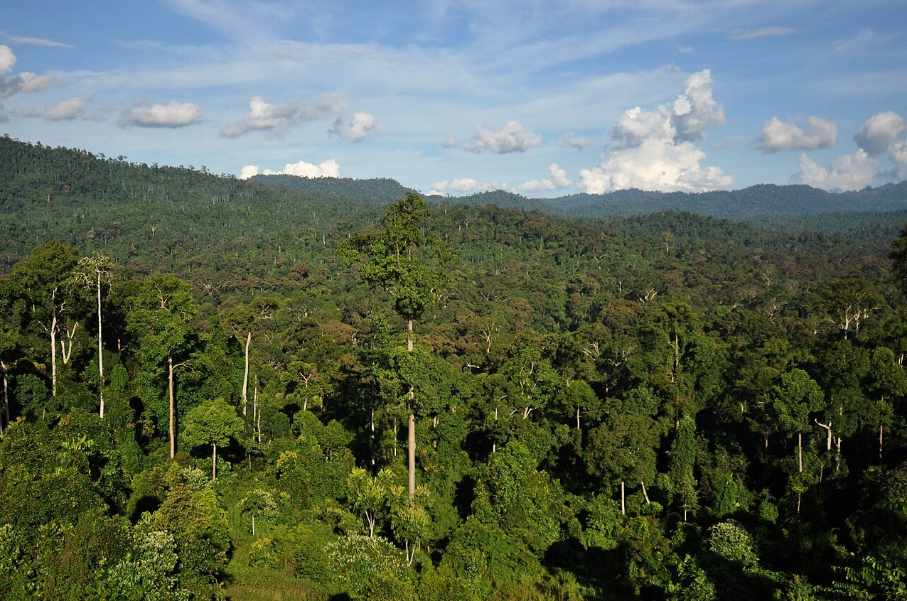 Sự đa dạng của rừng nhiệt đới Borneo